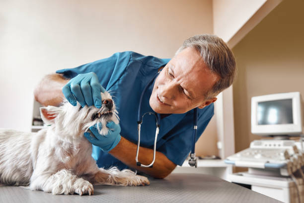 Best Emergency Dental Care for Sports Injuries in Thonotosassa, FL